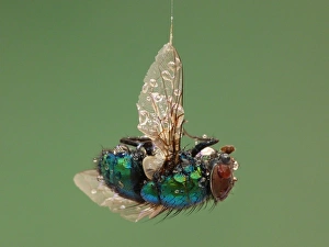 Caught Prints: Bluebottle (Calliphora vomitoria) adult