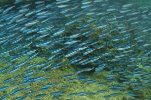 Bluestreak Fusilier (Pterocaesio tile) adults, shoal swimming, Mutiny Point, Wetar Island, Barat Daya Islands