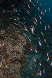 Bluestreak Fusilier (Pterocaesio tile) adults, shoal swimming in reef, Wetar Island, Barat Daya Islands, Lesser Sunda Islands, Maluku Province, Indonesia