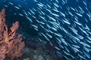 Bluestreak Fusilier (Pterocaesio tile) adults, shoal swimming in reef habitat, Gunung Api, Banda Sea, Indonesia