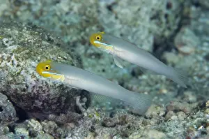 Gobies Prints: Bluestreak Goby (Valenciennea strigata) adult pair