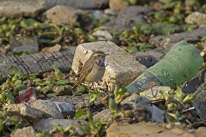South Asia Prints: Bluethroat (Luscinia svecica) adult male