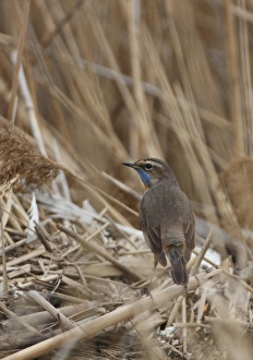 Reed Bed Prints: Bluethroat (Luscinia svecica) adult male