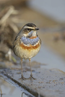 Bluethroat (Luscinia svecica) adult male, standing beside water, Long Valley, New Territories, Hong Kong, China