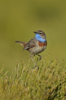 Bluethroat (Luscinia svecica) adult male, perched on bush, Sierra de Bejar, Salamanca, Castilla y Leon, Spain, May