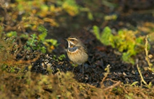 Bluethroat (Luscinia svecica) immature male, first year plumage, standing on seaweed, Isles of Scilly, England, october