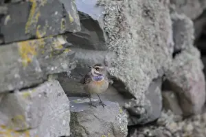 Stone Prints: Bluethroat (Luscinia svecica svecica) immature male