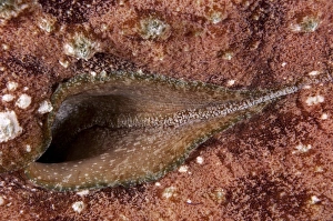 Mollucs Prints: Blunt-end Sea-hare (Dolabella auricularia) adult