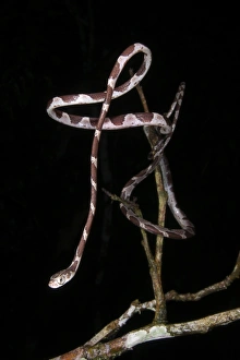 Amazonia Prints: Blunt-headed Tree Snake (Imantodes cenchoa) adult