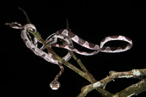 Blunt-headed Tree Snake (Imantodes cenchoa) adult, hunting amongst branches at night, Los Amigos Biological Station