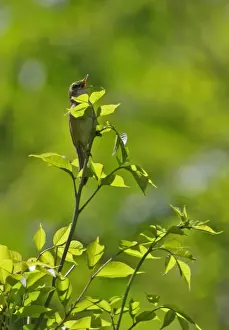 Sings Prints: Blunt-winged Warbler (Acrocephalus concinens) adult male