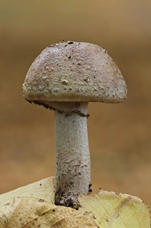 Body Prints: The Blusher (Amanita rubescens) fruiting body