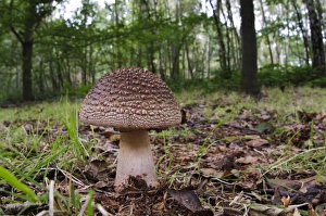 The Blusher (Amanita rubescens) fruiting body, growing in deciduous woodland, Clumber Park, Nottinghamshire, England