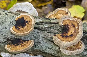 Polypore Prints: Blushing Bracket (Daedaleopsis confragosa) fruiting bodies
