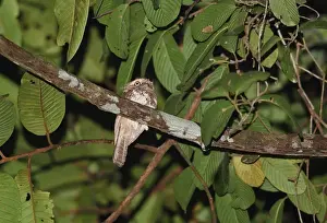 Province Prints: Blyths Frogmouth (Batrachostomus affinis) adult male, perched on branch, Way Kambas N. P