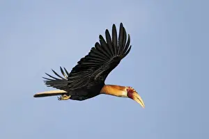 Blyths Hornbill (Rhyticeros plicatus mendanae) adult male, in flight, near Honiara, Guadalcanal, Solomon Islands, April