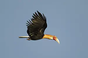 Blyths Hornbill (Rhyticeros plicatus mendanae) adult male, in flight, near Honiara, Guadalcanal, Solomon Islands, April