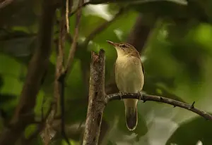 Reed Warblers Prints: Blyth's Reed-warbler (Acrocephalus dumetorum) adult