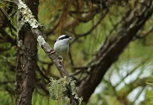 Indochina Prints: Blyths Shrike-babbler (Pteruthius aeralatus) adult male