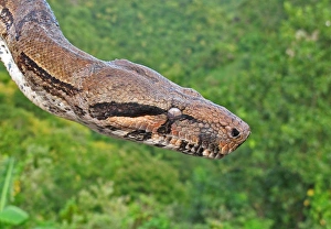 Lesser Antilles Prints: Boa Constrictor (Boa constrictor orphias) adult