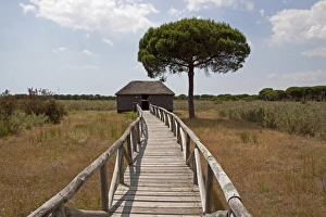 Donana Prints: Board walk to one of many hides found in the Coto Donana National Park, Spain