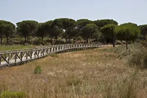 Donana Prints: Board walk over marsh habitat, Coto Donana National Park, Spain