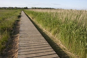 Boardwalks Prints: Boardwalk in coastal marshland habitat
