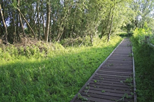 Boardwalks Prints: Boardwalk in fen at edge of wet woodland habitat
