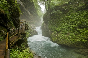 Boardwalks Prints: Boardwalk in mountain river gorge