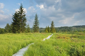 Eastern Europe Prints: Boardwalk across raised peatland bog habitat, Tarnawa Wyzna, Bieszczady N. P