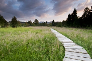 Boardwalk across raised peatland bog habitat, Tarnawa Wyzna, Bieszczady N. P