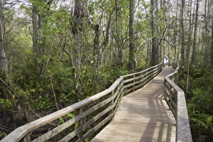 Boardwalks Prints: Boardwalk with tourists in swamp habitat, Corkscrew Swamp Sanctuary, Florida, U. S. A