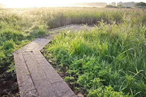 Boardwalks Prints: Boardwalk and viewing platform in reedbed of river valley fen habitat at sunrise