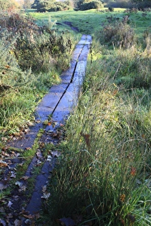 Boardwalks Prints: Boardwalk over wet ground at edge of heathland