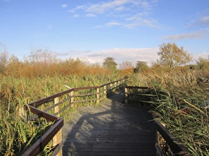Boardwalks Prints: Boardwalk in wetland habitat, Rye Meads RSPB Reserve