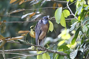 Costa Rican Prints: Boat-billed Heron (Cochlearius cochlearius) adult