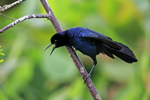 Icterids Prints: Boat-tailed Grackle (Quiscalus major) adult male