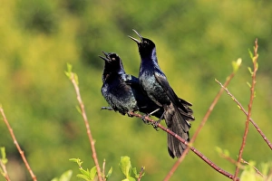 Icterids Prints: Boat-tailed Grackle (Quiscalus major) two adult males