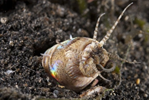 Muck Prints: Bobbit Worm (Eunice aphroditois) adult