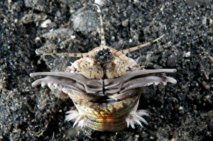 Strait Prints: Bobbit Worm (Eunice aphroditois) adult