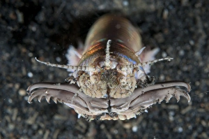 Bobbit Worm (Eunice aphroditois) adult, with jaws open, emerging from hole, Lembeh Straits, Sulawesi, Sunda Islands