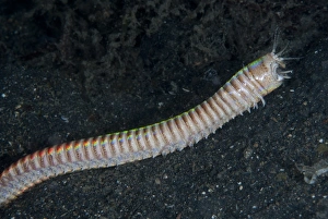 Bobbit Worm (Eunice aphroditois) adult, extended out of hole, Lembeh Straits, Sulawesi, Sunda Islands, Indonesia