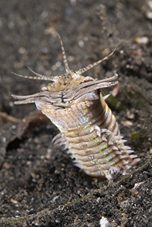 Bobbit Worm (Eunice sp. ) adult, buried in sand, Lembeh Straits, Sulawesi, Sunda Islands, Indonesia