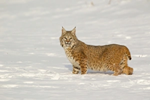 Lynxes Prints: Bobcat (Lynx rufus) adult, alert, standing in snow, Montana, U. S. A. january (captive)