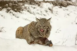 Gamebird Prints: Bobcat (Lynx rufus) adult, feeding on Grey Partridge (Perdix perdix) introduced species