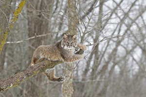 Felidae Prints: Bobcat (Lynx rufus) adult, resting on tree branch, Minnesota, U. S. A. January (captive)