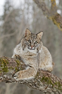 Bobcat (Lynx rufus) adult, resting on tree branch, Minnesota, U. S. A. January (captive)
