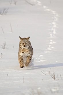 Running Prints: Bobcat (Lynx rufus) adult, running in snow, Montana, U. S. A. january (captive)