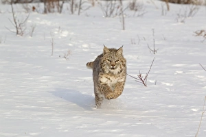 Bobcat (Lynx rufus) adult, running in snow, Montana, U. S. A. january (captive)