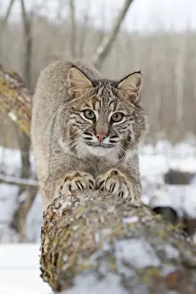 Felidae Prints: Bobcat (Lynx rufus) adult, scratching claws on tree branch